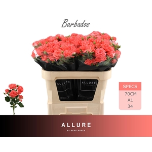 R TR BARBADOS ALLURE 70 cm