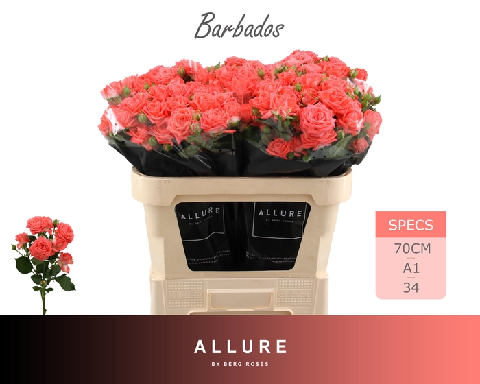 <h4>R TR BARBADOS ALLURE 70 cm</h4>