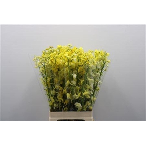 Delph White Yellow Dye Tinted 70cm [lichte Uitval]