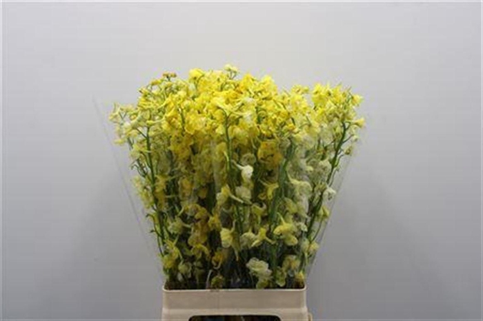 <h4>Delph White Yellow Dye Tinted 70cm</h4>