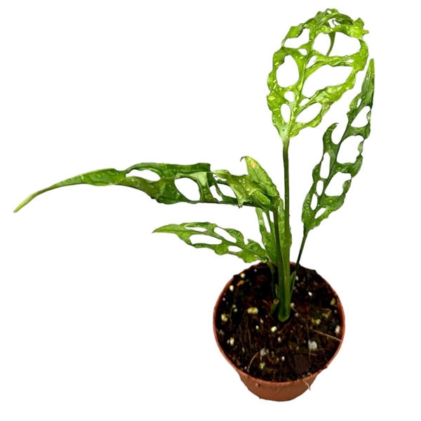 <h4>Monstera Obliqua Peru</h4>