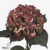 Hydrangea mag sweet ruby