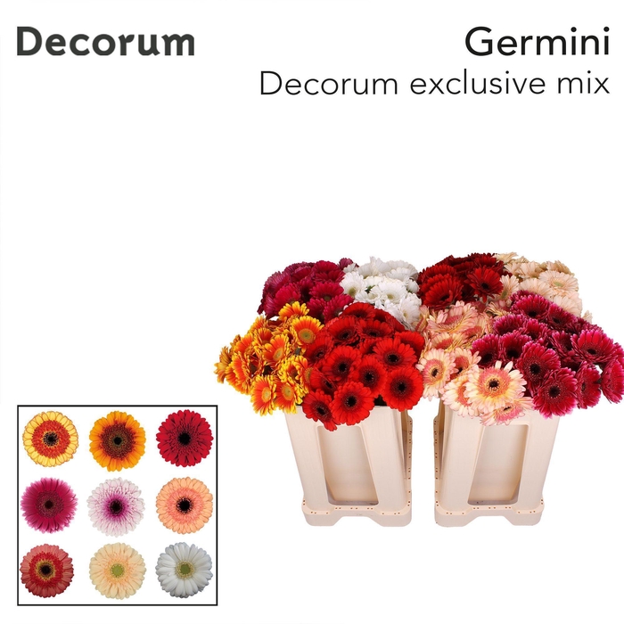 <h4>Germini Mix Exclusive Water</h4>