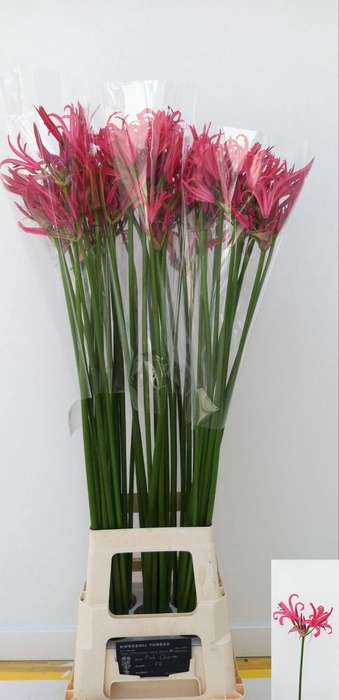 <h4>NE BO EL PINK CHARM</h4>