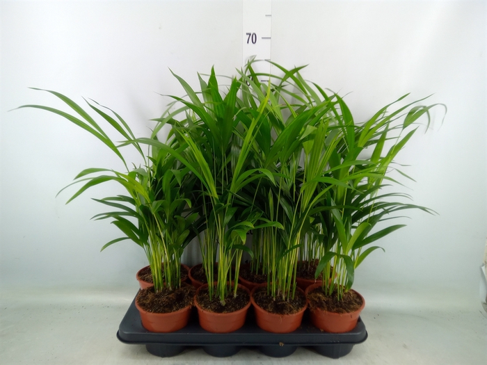 <h4>Dypsis lutescens   ...Chrysalidoca</h4>