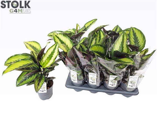 Calathea Princeps 14Ø 50cm