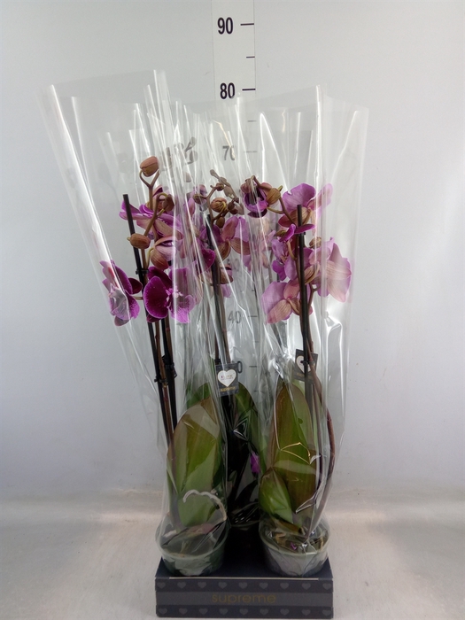 <h4>Phalaenopsis   ...lilac</h4>