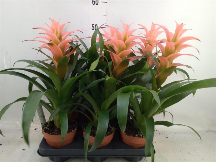 <h4>Guzmania  'Melissa'</h4>