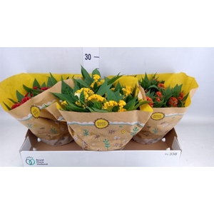 Celosia arg. CR 'Twisted'   ...mix