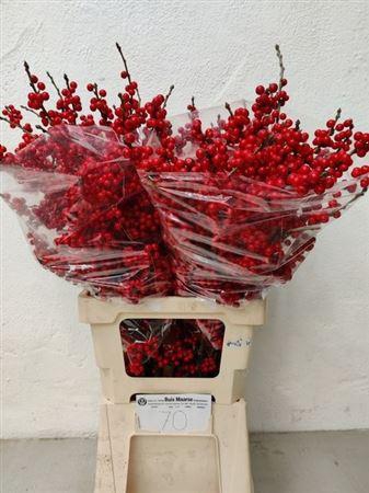 <h4>Ilex Ve Rode Bes</h4>