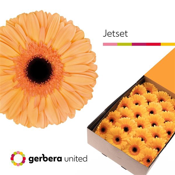 <h4>Ge Gr Jetset Box United</h4>