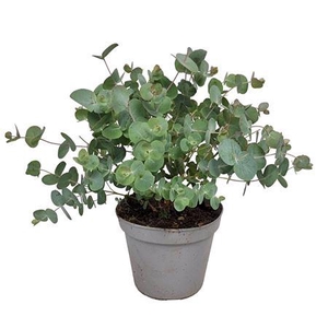Eucalyptus Silver Dollar Bush - 564