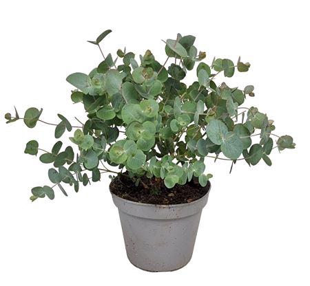 <h4>Eucalyptus Silver Dollar Bush - 564</h4>