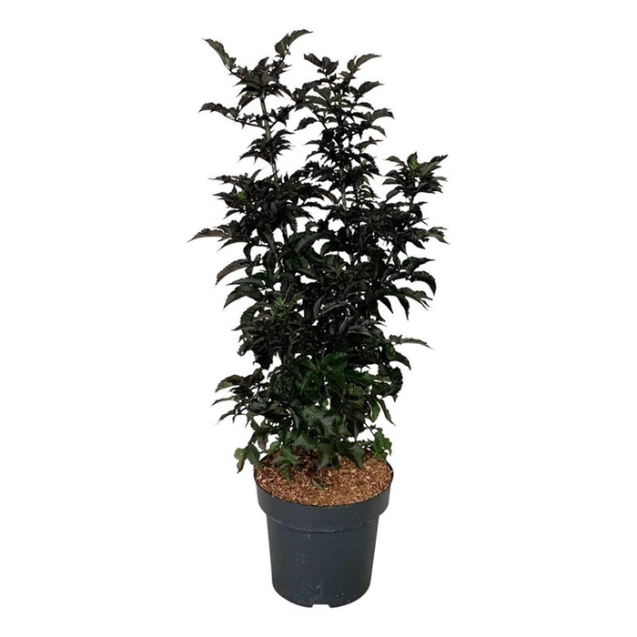 <h4>Sambucus nigra Black Tower</h4>