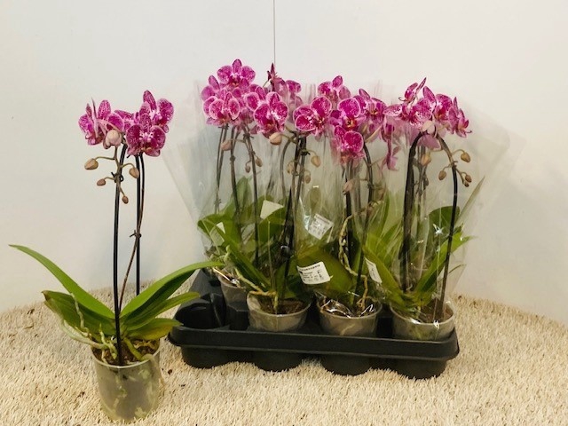 <h4>PHAL OV</h4>