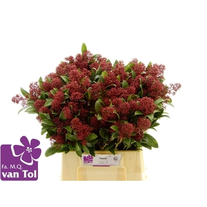 SKIMMIA JAP. 'RUBELLA'