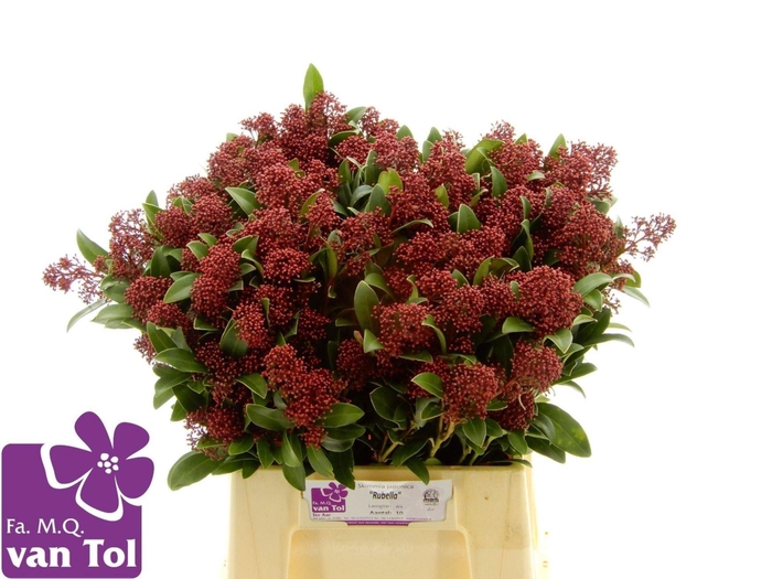 <h4>SKIMMIA JAP. 'RUBELLA'</h4>