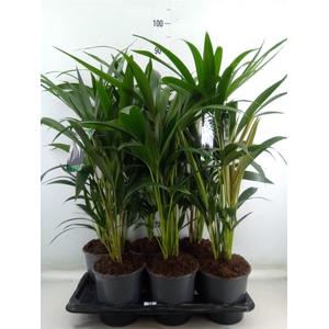 Howea forsteriana