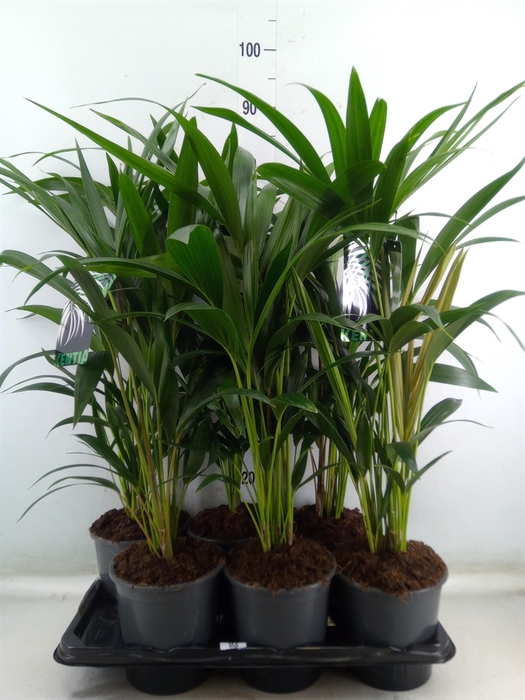 <h4>Howea forsteriana</h4>