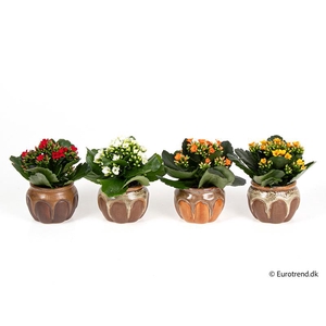 KALANCHOE BLOSSF P6 E 4705
