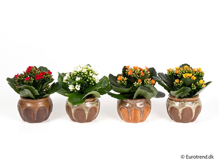 <h4>KALANCHOE BLOSSF P6 E 4705</h4>