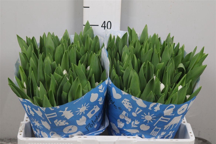 <h4>Tu En Royal Virgin</h4>