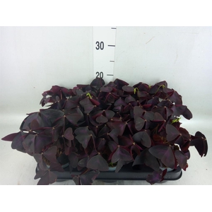Oxalis   ...