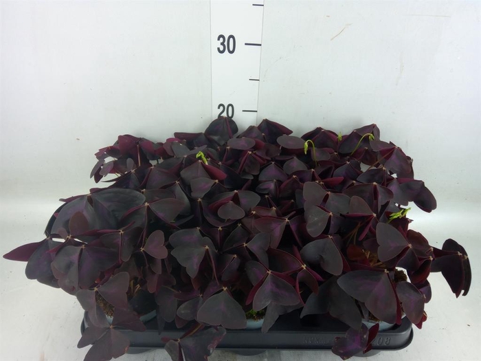 <h4>Oxalis   ...</h4>