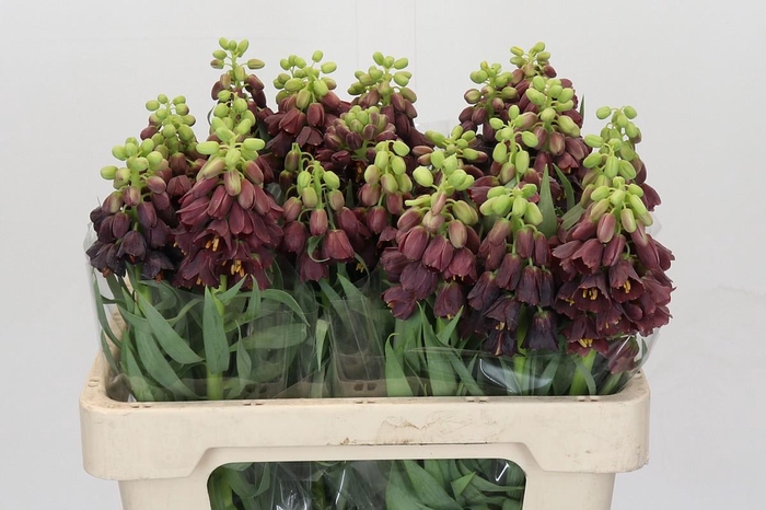 <h4>Fritillaria Persica</h4>