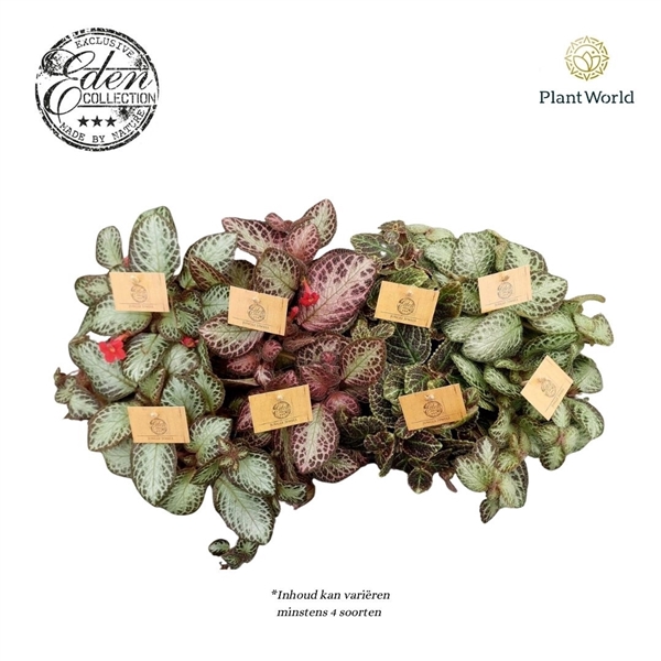 <h4>Episcia Cupreata gemengd 12cm</h4>