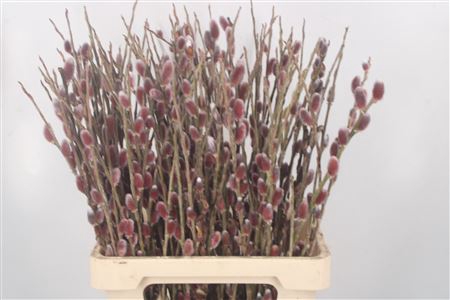 <h4>Salix G Pink Cushion</h4>