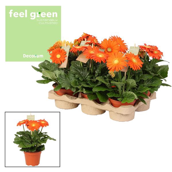 <h4>Gerbera 2-bl Orange Feel Green</h4>