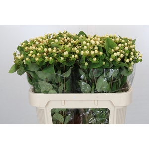 Hypericum Magical Snowprince