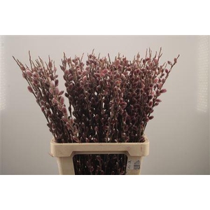 Salix G Pink Cushion