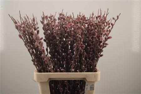 <h4>Salix G Pink Cushion</h4>