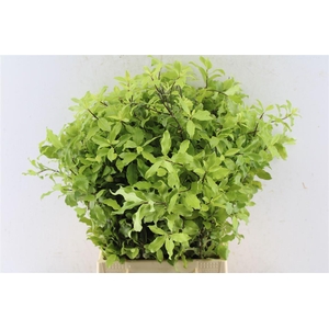 Pitto Green