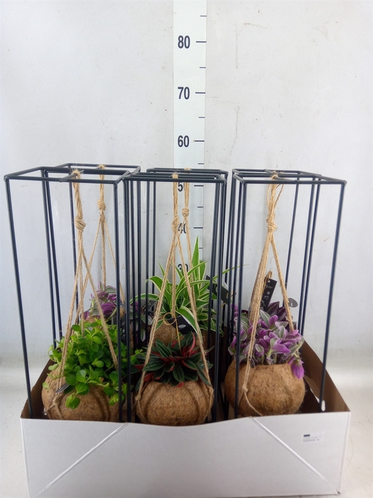Planten Groen   ...mix  3