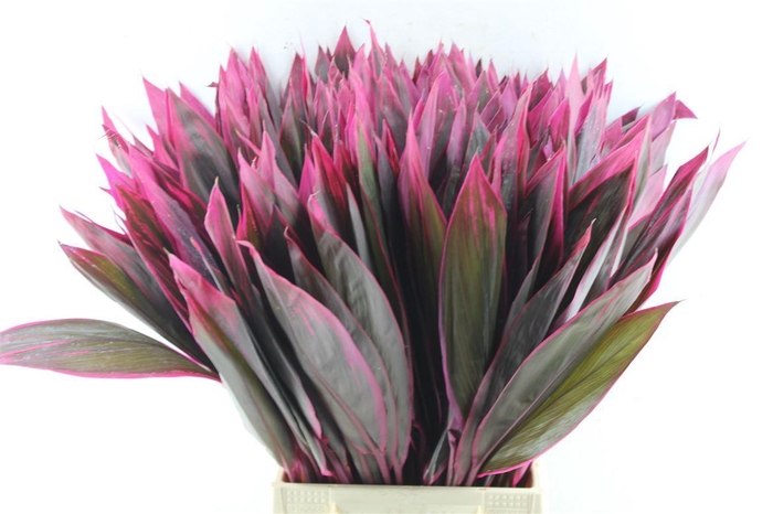 <h4>Cordyline Red Sister</h4>