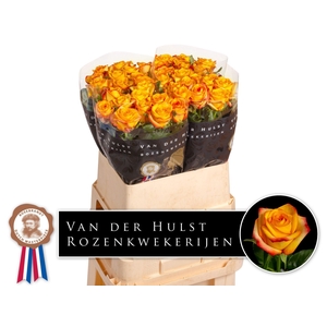 R Gr Catalunya Hulst