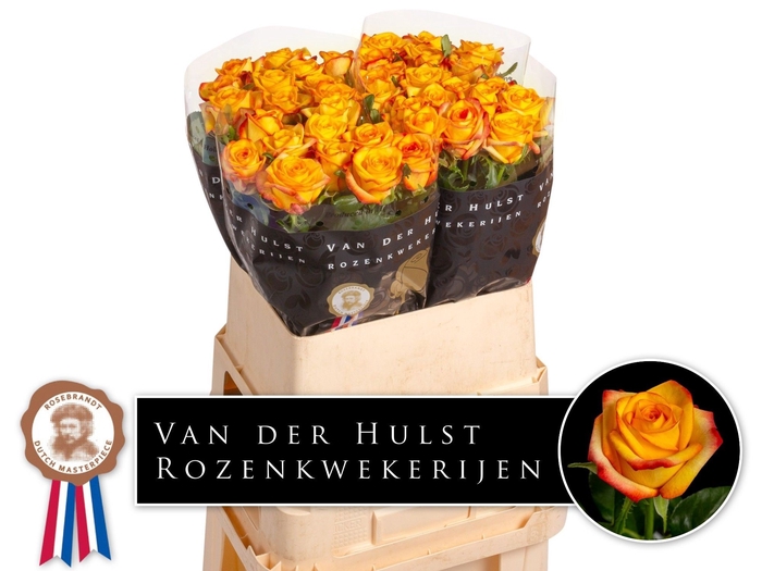 <h4>R Gr Catalunya Hulst</h4>