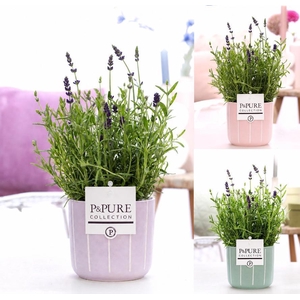 Lavandula Hidcote in P&PURE Fleur pot 3 assorti
