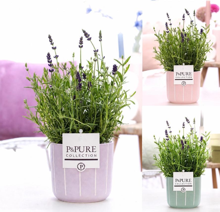 <h4>Lavandula Hidcote in P&PURE Fleur pot 3 assorti</h4>