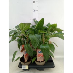 Capsicum annuum   ...paprika