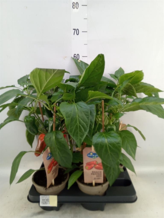 <h4>Capsicum annuum   ...paprika</h4>