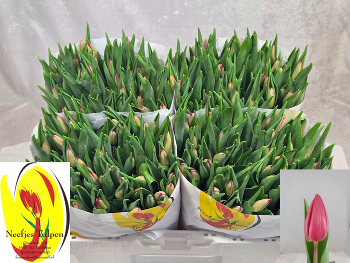 <h4>TU EN FIRST STAR</h4>