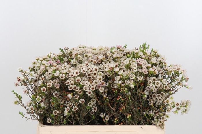 <h4>Chame Un Ella</h4>