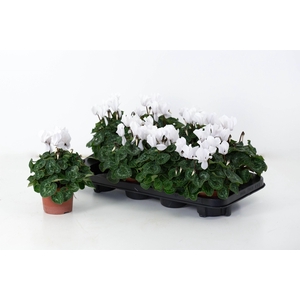 Cyclaam Super Serie Allure White