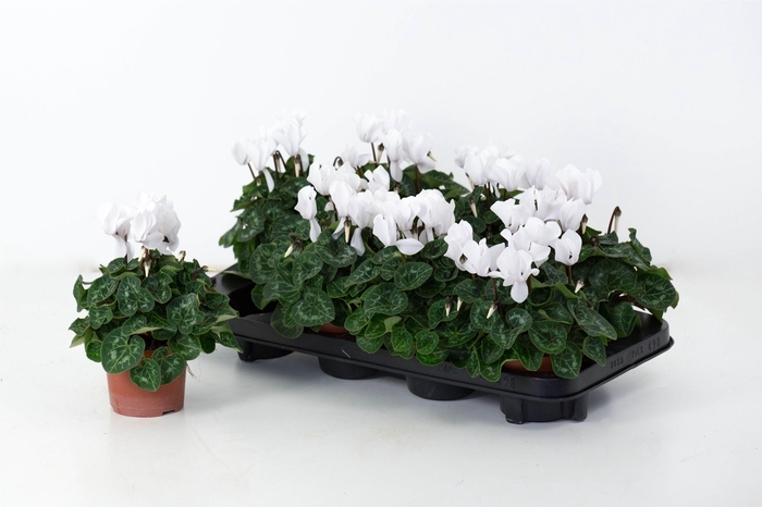 <h4>Cyclaam Super Serie Allure White</h4>