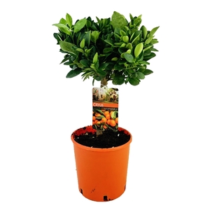 Citrus calamondin