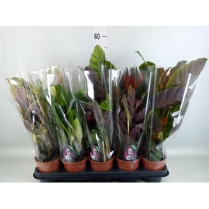 Calathea ...mix 5